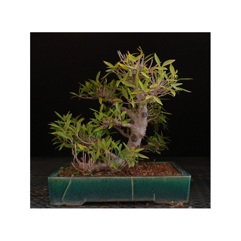Ficus Neriifolia de acodo en Maceta Japón 8255578