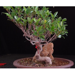 Ficus Roca 8255606