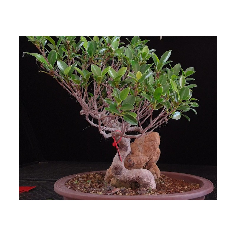 Ficus Roca 8255606