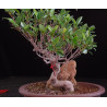 Ficus Roca 8255606