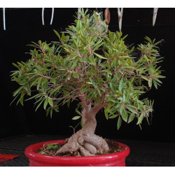 Ficus Neriifolia 8255605