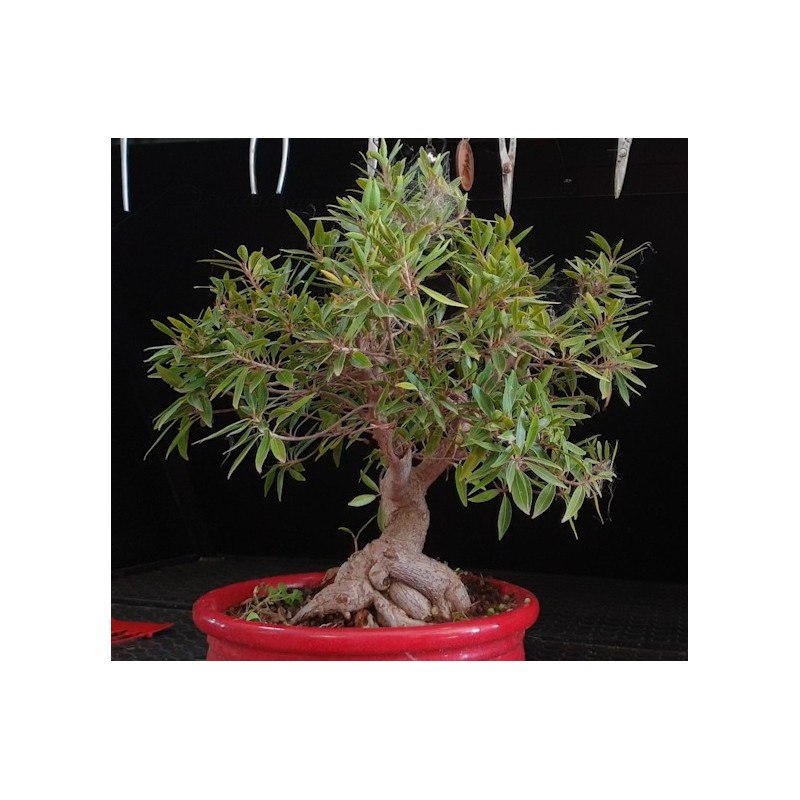 Ficus Neriifolia 8255605