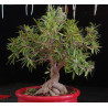 Ficus Neriifolia 8255605