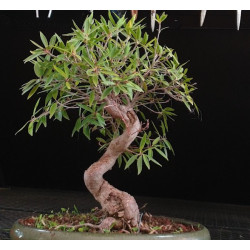 Ficus Neriifolia 8255604