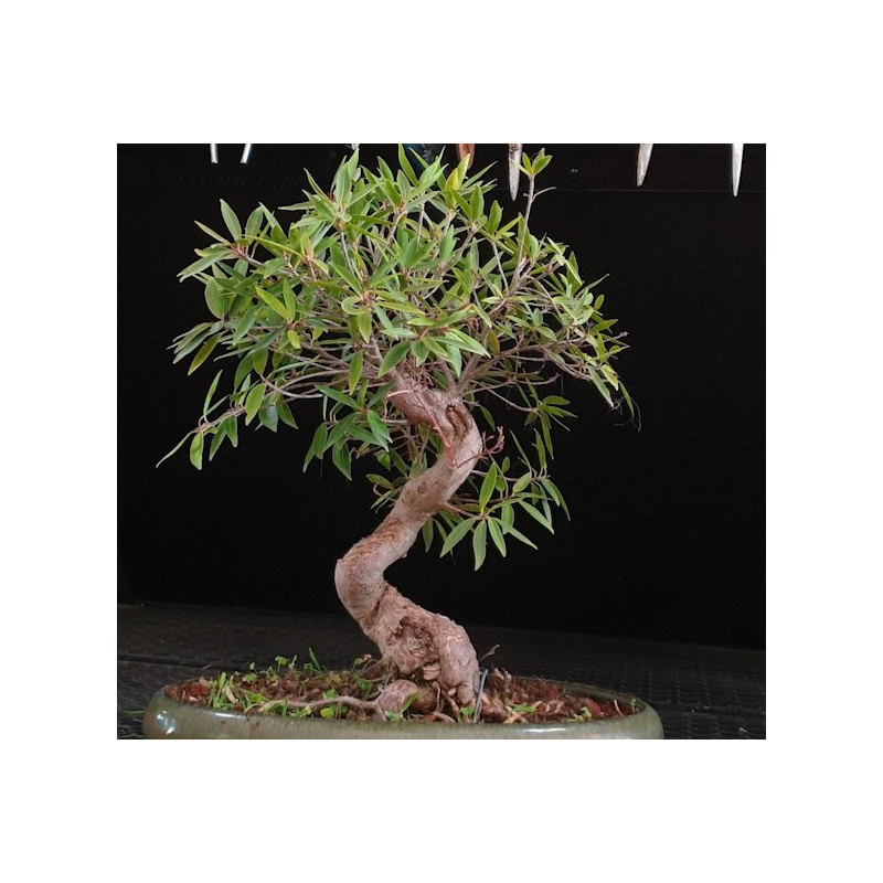 Ficus Neriifolia 8255604