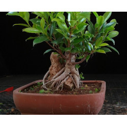 Ficus Roca 8255597