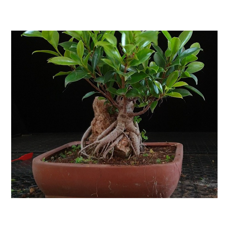 Ficus Roca 8255597