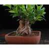 Ficus Roca 8255597