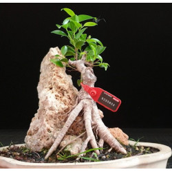 Ficus Roca 8255603