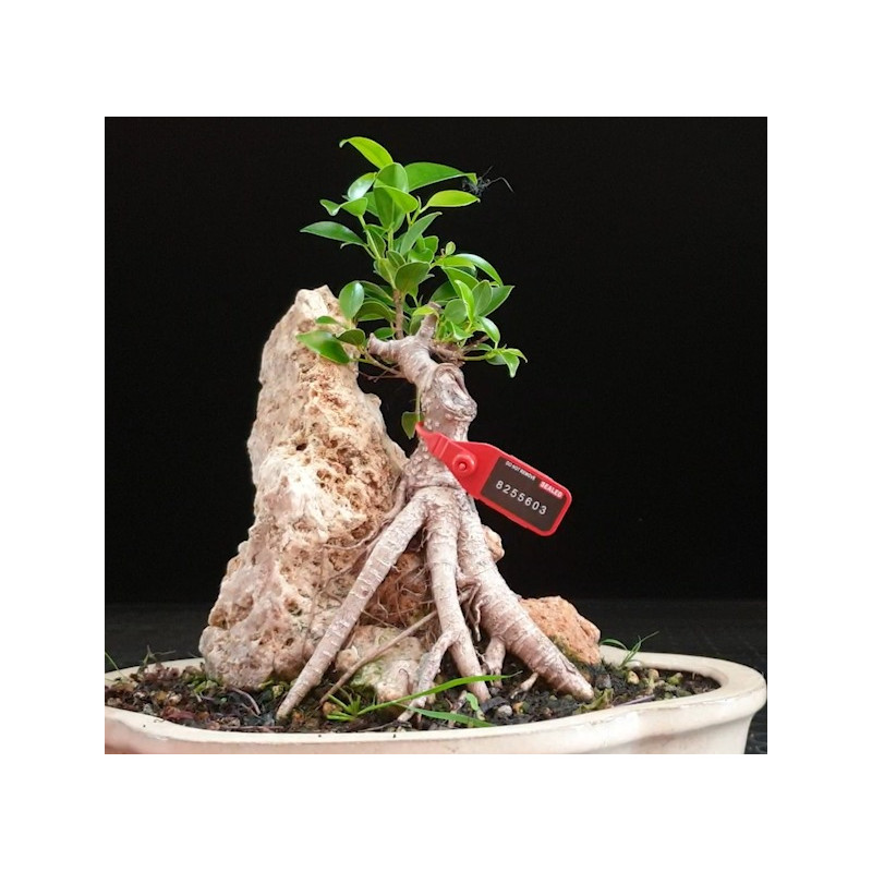 Ficus Roca 8255603