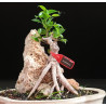 Ficus Roca 8255603