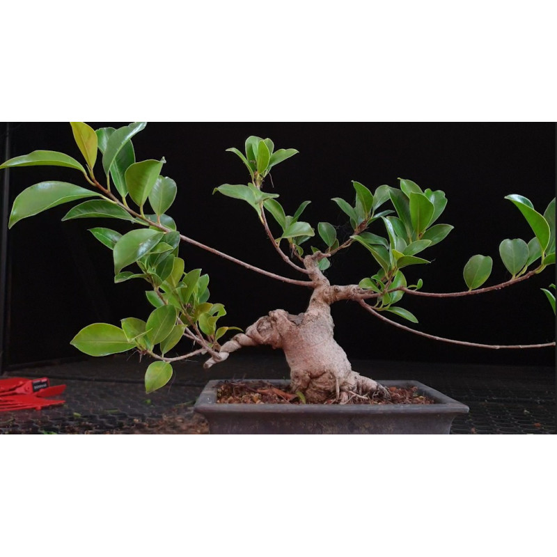 Ficus 8255596