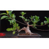 Ficus 8255596