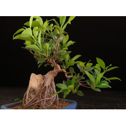 Ficus Roca 8255588