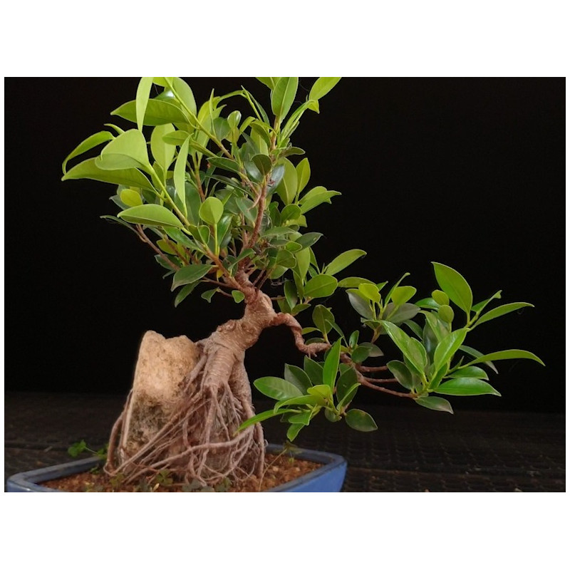 Ficus Roca 8255588