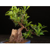 Ficus Roca 8255588