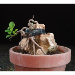 Ficus Roca 8255595