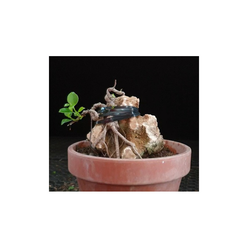 Ficus Roca 8255595