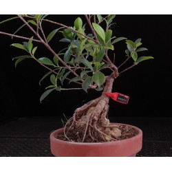 Ficus Roca 8255371