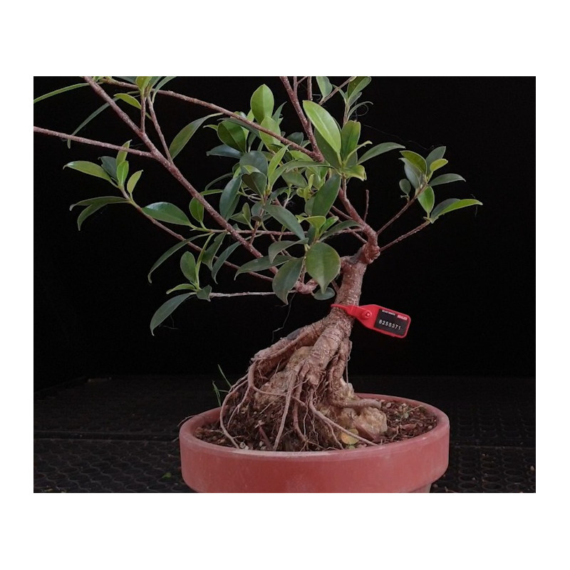 Ficus Roca 8255371