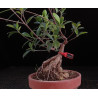 Ficus Roca 8255371
