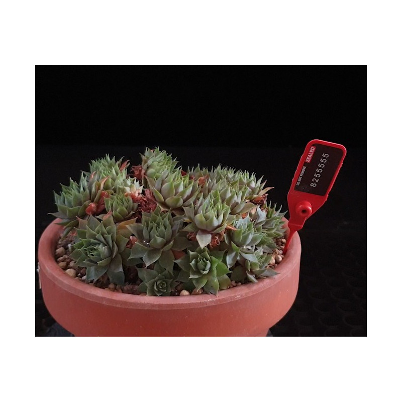 Suculenta 8255555