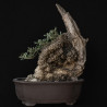 Olivo "RHINO" Bonsai en formación