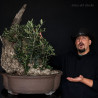 Olivo "RHINO" Bonsai en formación