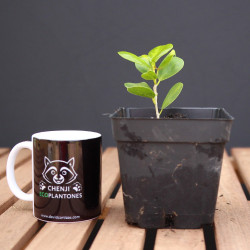 Ficus Moclame variegado en...