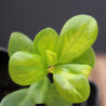 Ficus Moclame variegado en Verde (PREVENTA)