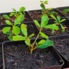 Ficus Natalensis