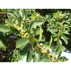 Ficus Natalensis