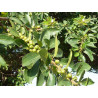Ficus Natalensis