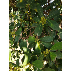 Ficus Natalensis