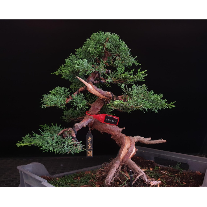 Juniperus Kishu 8255403