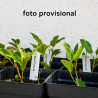 Ficus Concinna (brotación rojiza)