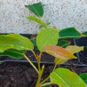 Ficus Concinna (brotación rojiza)
