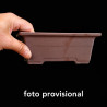 Maceta 18 x 13 x 6.5 cm aprox.