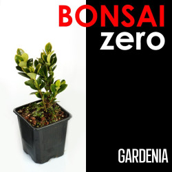 Bonsai Zero Gardenia...