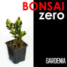 Bonsai Zero Gardenia (colador rectangular)