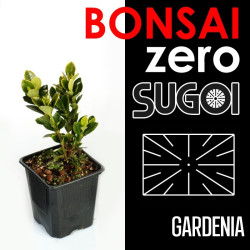 Bonsai Zero SUGOI Gardenia...