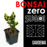 Bonsai Zero SUGOI Gardenia (colador rectangular)