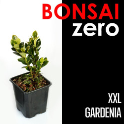 Bonsai Zero XXL Gardenia...