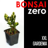 Bonsai Zero XXL Gardenia (colador redondo)