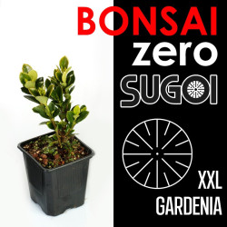 Bonsai Zero XXL SUGOI...