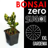 Bonsai Zero XXL SUGOI Gardenia (colador redondo)