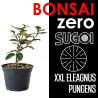 Bonsai Zero XXL SUGOI Eleagnus Pungens (colador redondo)