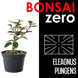 Bonsai Zero SUGOI Eleagnus...