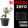 Bonsai Zero SUGOI Eleagnus Pungens (colador rectangular)