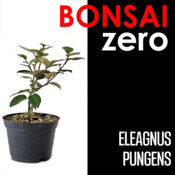 Bonsai Zero Eleagnus...